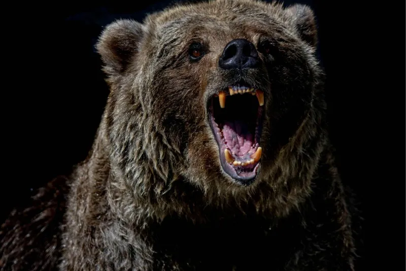 Grizzly Bear Wanders onto Property in Montana, Gets Shot & Killed
