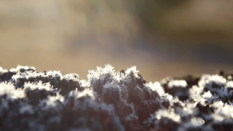 Why dew and frost form on cool western Montana mornings
