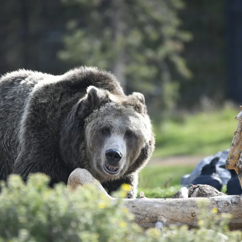 Montana Grizzly Deaths Climbing Again This Fall