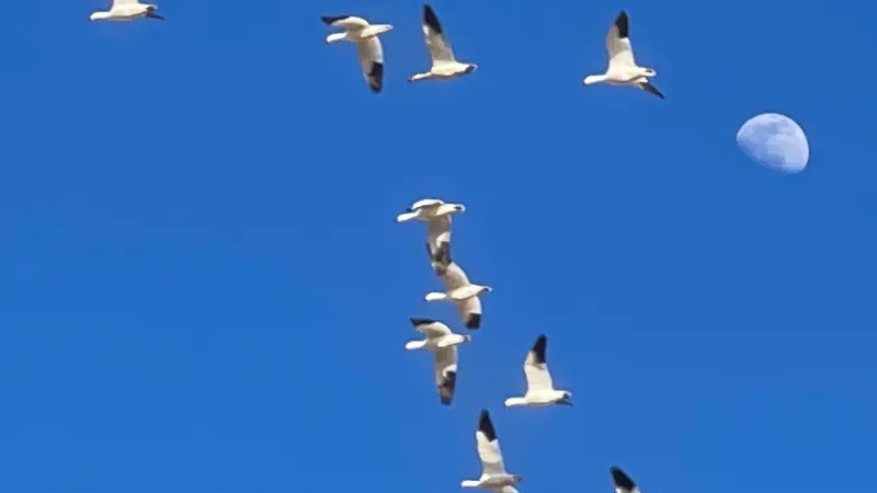 First geese counted at Freezout Lake WMA as fall migration begins