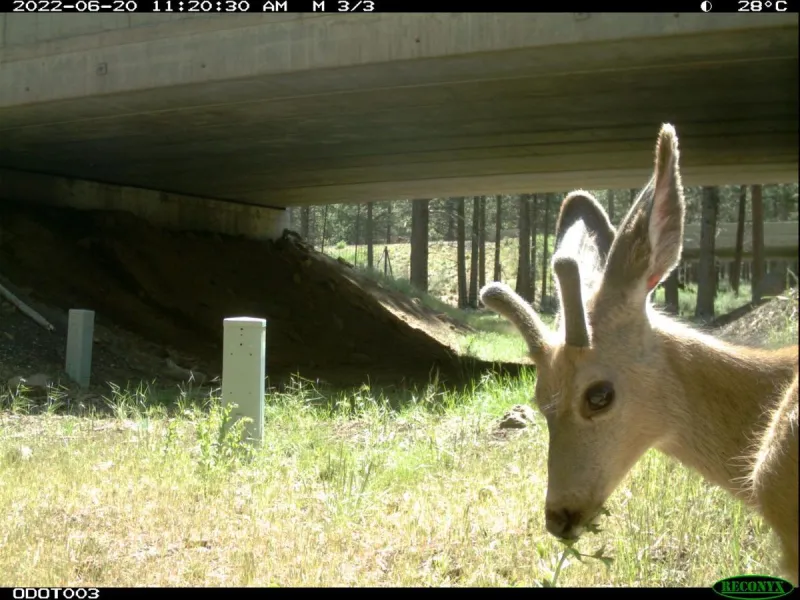 Volunteers to help track wildlife impacted by Oregon's roads