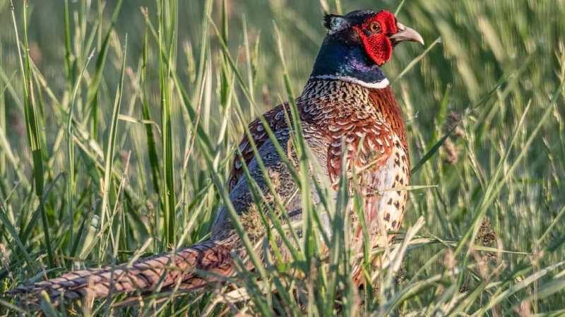 Montana pheasant hunting season opens Oct. 10