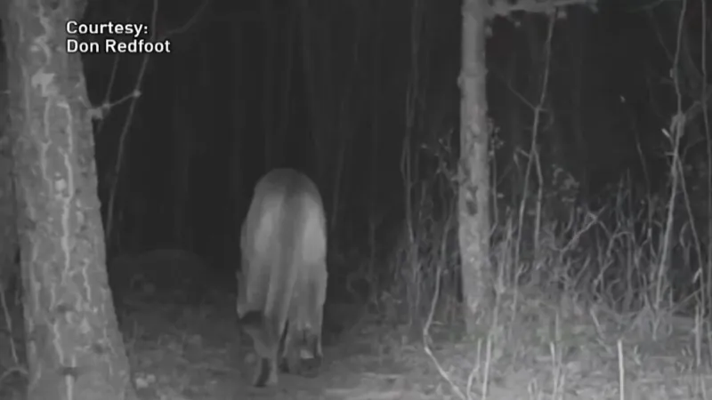 Mountain lion management panel to meet in Whitehall