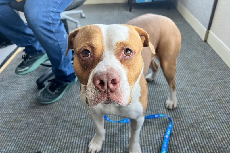 Shy, Handsome "Wally" is Ready for a Loving Home in Billings