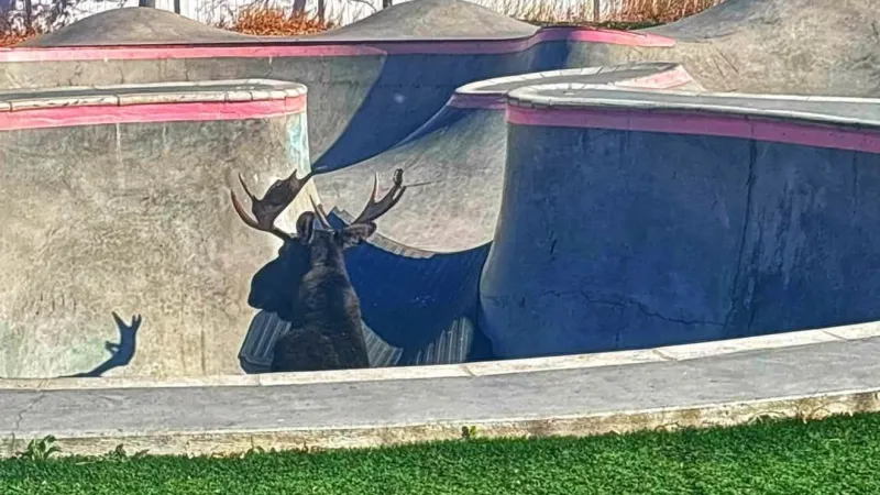 Moose wanders into Red Lodge skate park