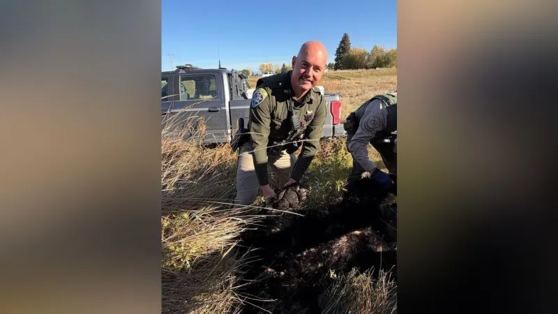 Black bear tranquilized, relocated after roaming near Dillon