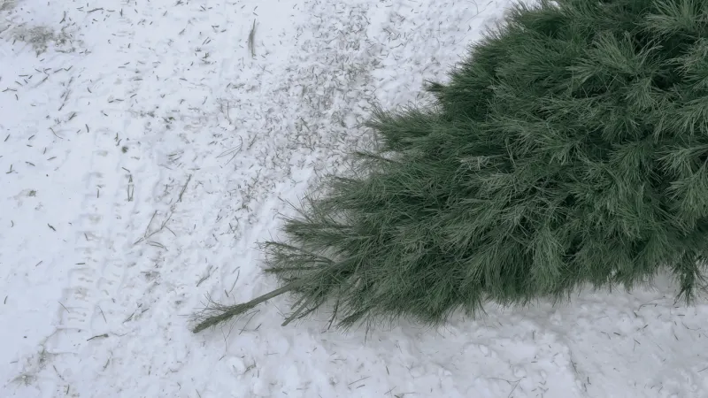 Christmas tree permits available for Custer Gallatin National Forest starting today