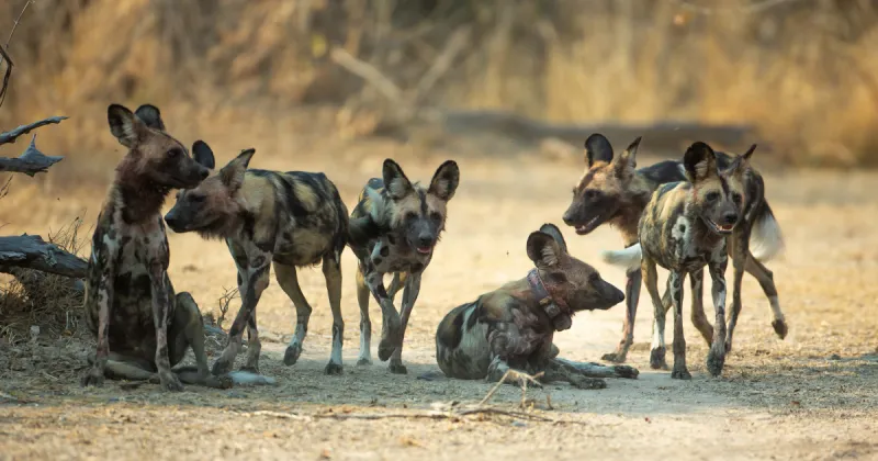 African wild dog study receives wide attention