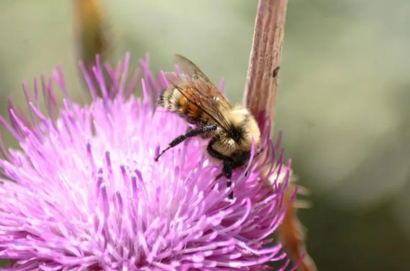 Air pollution makes it harder for pollinators to find flowers