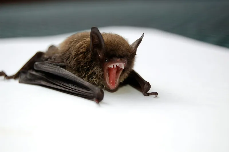 Missoula Offers Bat Warnings After Rabies Reports
