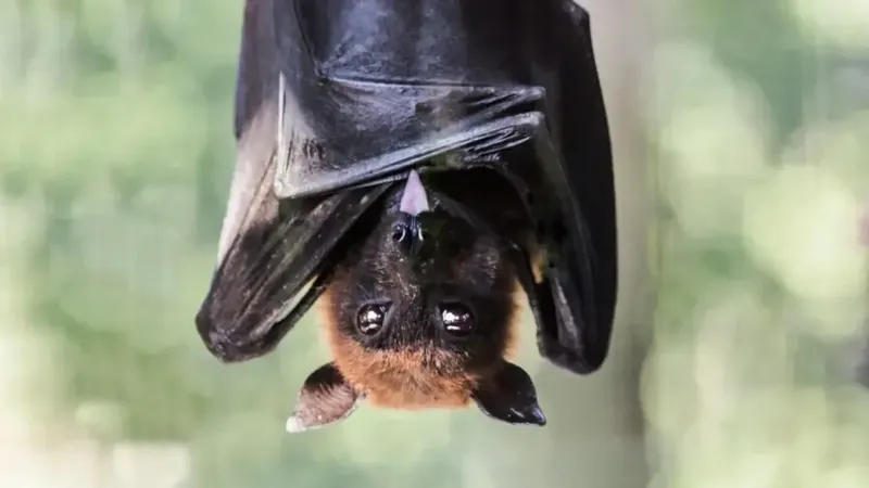 2 bats test positive for rabies in Missoula area