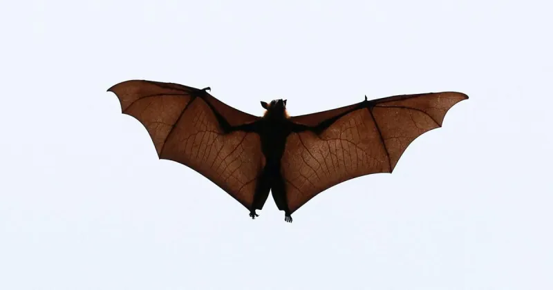 Bats test positive for rabies in Missoula area; officials recommend vaccinating pets