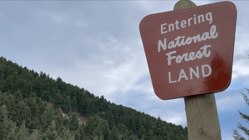 Christmas tree permits are now available for Custer Gallatin National Forest