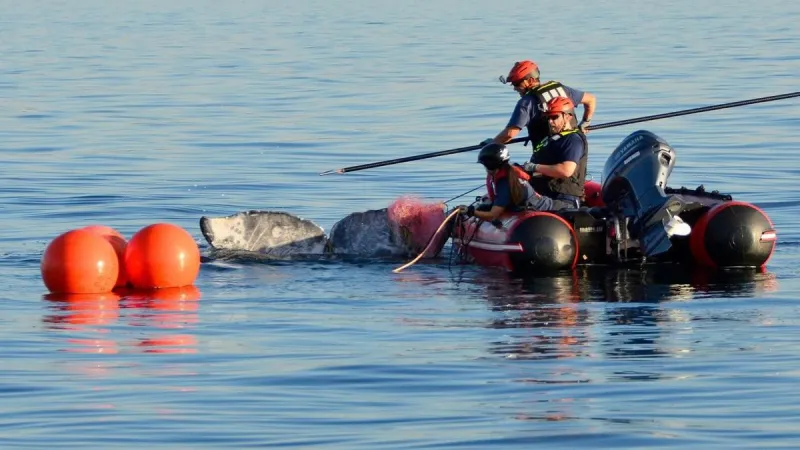 Washington has high rate of whale entanglements, report shows