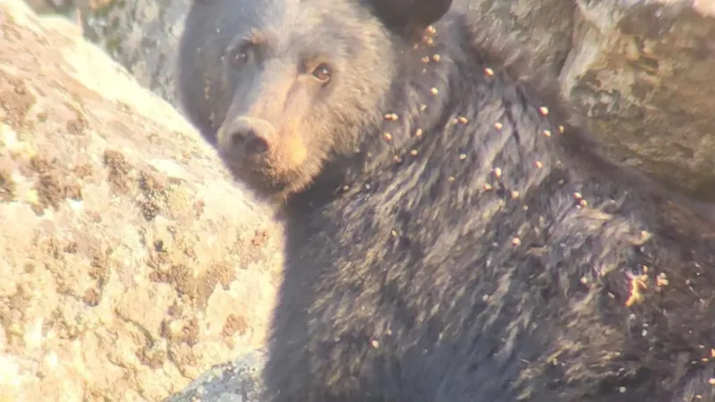 Two Idaho residents injured in black bear attack near Salmon