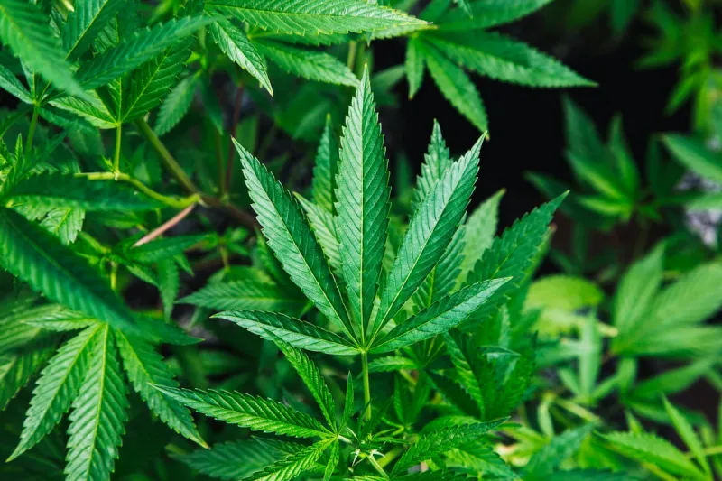 Montana Weed Sales Reach Nearly a Quarter Billion Dollars