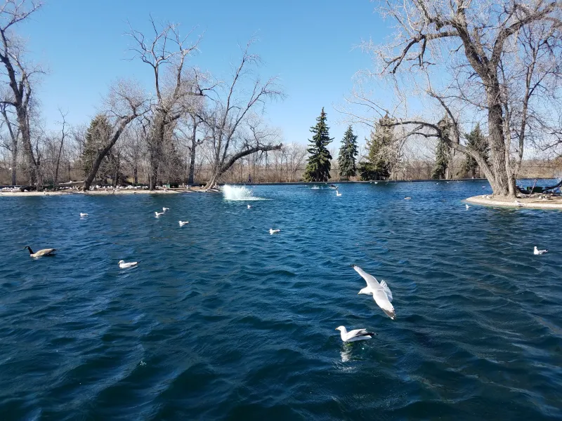 Waterfowl roundup is Oct. 16 in Gibson Park