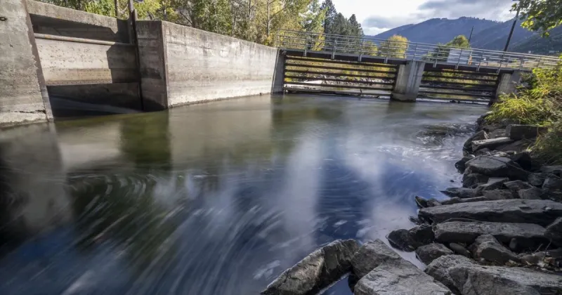 Thousands of fish saved from Missoula irrigation ditches; a screen would keep them out