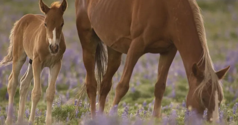 Wild horse advocates, BLM square off in Billings federal court
