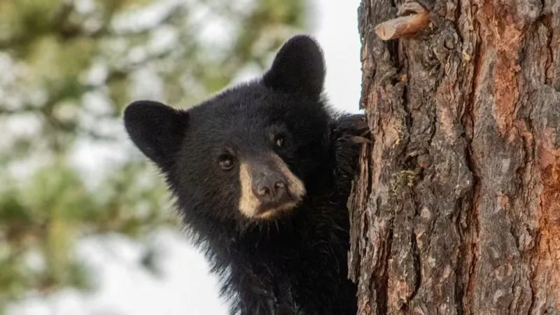 Montana Livestock Loss Board offers $400,000 in predator prevention grants