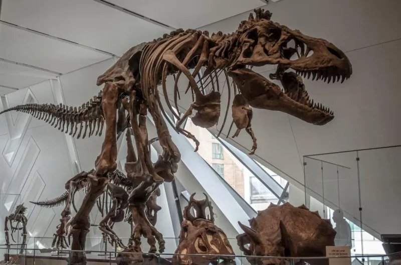 Nat'l Fossil Day: Montana Bones Soon to Be a Millionaire-asaurus