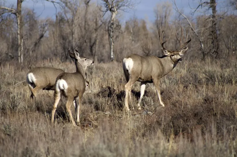 Foaming Deer With Blue Tongues? Outbreak Hits South-Central Montana