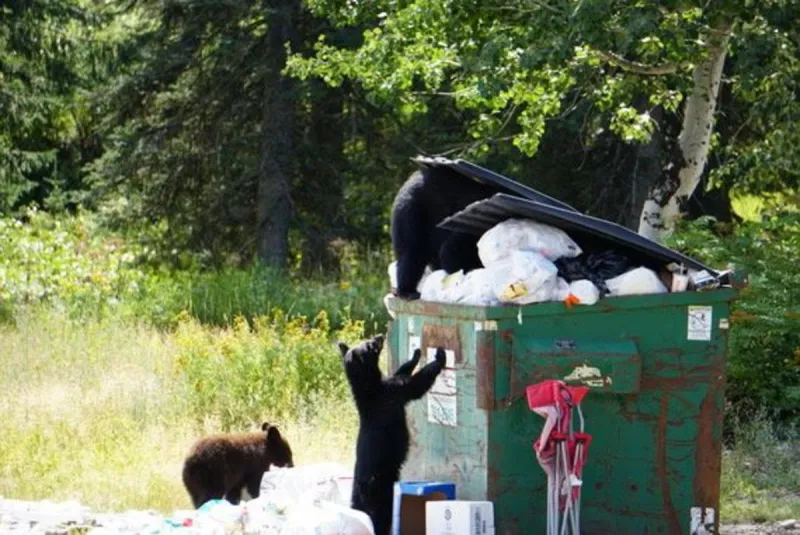 Bear killings rise as garbage, birdfeed draw them into conflict