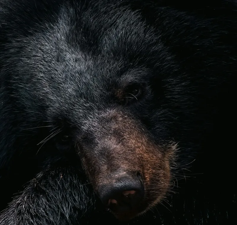 Bear Spotted On University of Montana Campus Near Oval