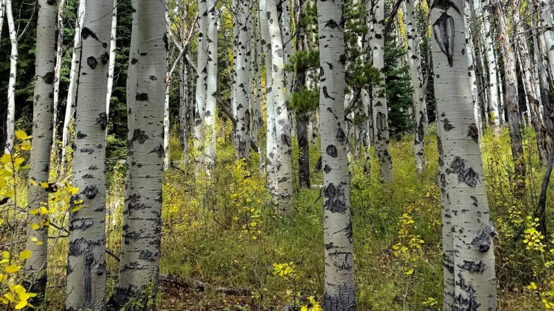 Tree rings offer clues to western Montana's weather, forest history