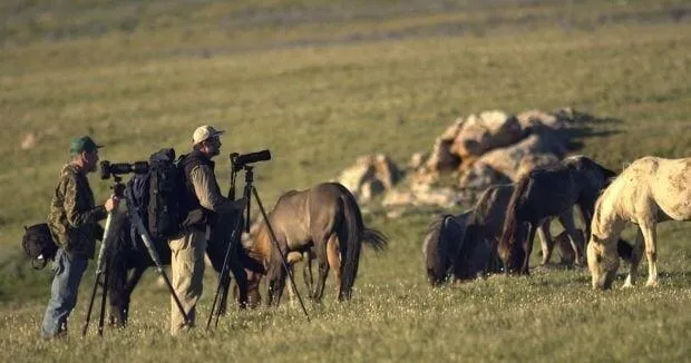 Cloud Foundation loses bid to halt BLM's Pryor wild horse gather