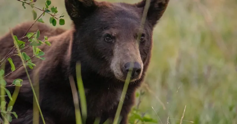 Black bear seen on University of Montana campus Sunday, leaves up Sentinel