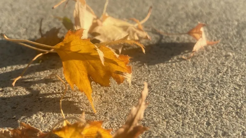 Belgrade's annual fall yard waste cleanup underway through Saturday