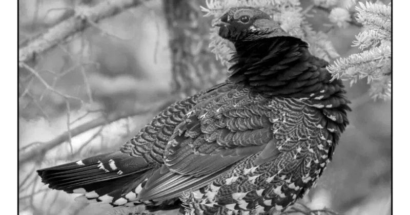 Montana upland game bird regulations