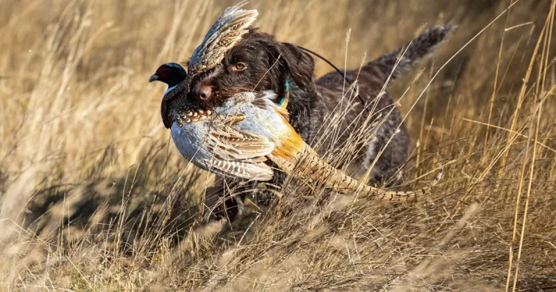 Why Montana FWP responds to hunting violation complaints on the Crow Reservation