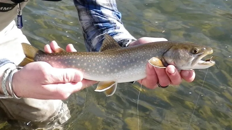 Montana FWP seeks high school student for Future Fisheries review panel