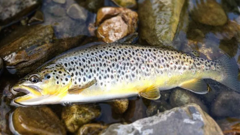 $400,000 available for Montana fish habitat improvement projects