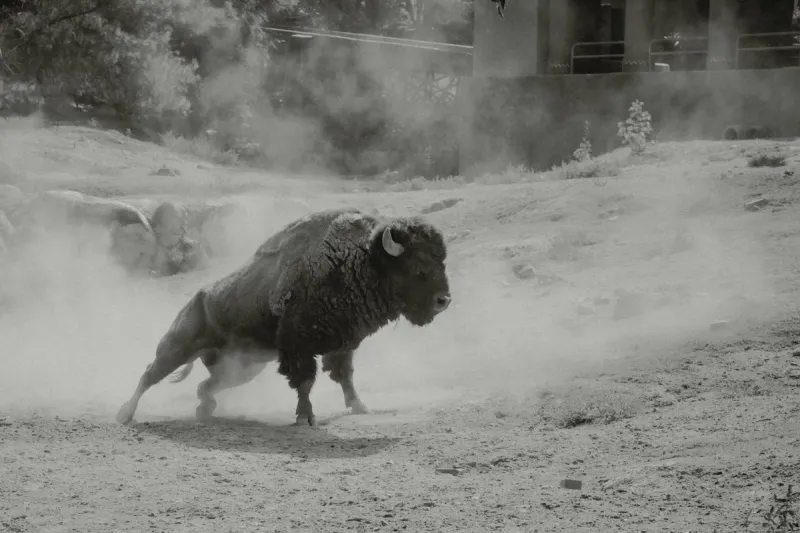 Shocking Video Shows Yellowstone Bison Ram a Truck