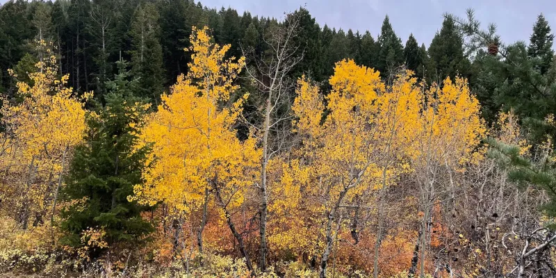Fall Hikes in Bozeman: 12 Trails for Golden Aspens & Fall Colors
