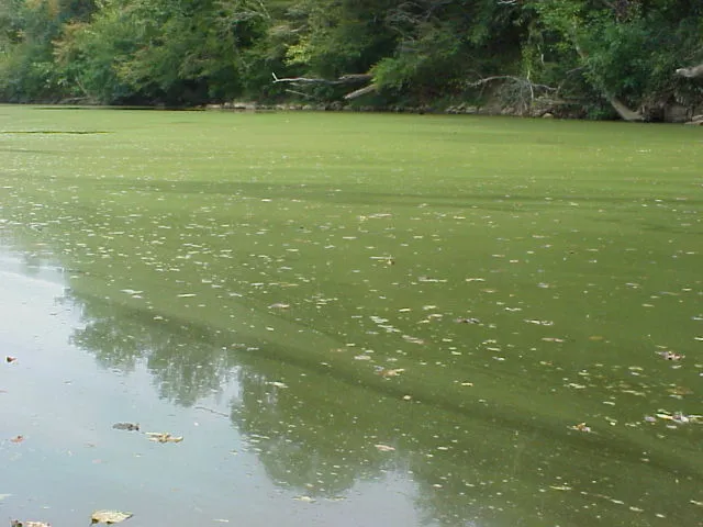 Public reminded to avoid contact with discolored waterbodies