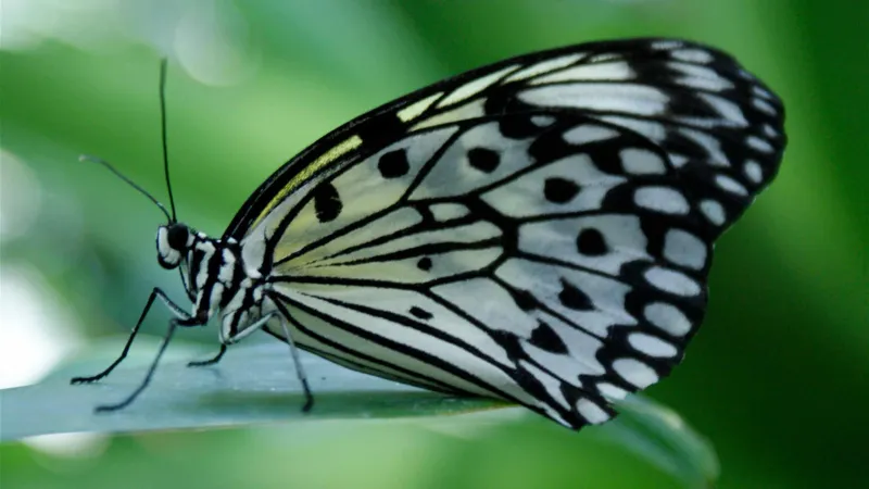 If You Need to Anesthetize a Butterfly, Here's the Best Way to do it
