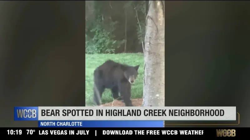 Black bear spotted in Charlotte's Highland Creek neighborhood