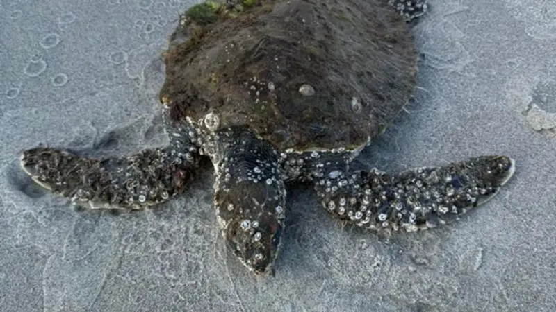 Barnacle-covered, skinny green sea turtle rescued after stranding on Emerald Isle beach