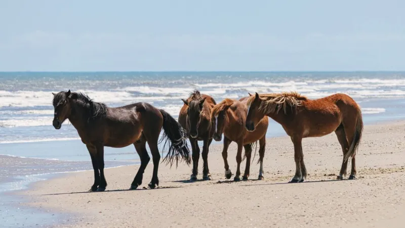 Approaching or feeding Corolla wild horses can put them at risk of removal, advocates warn