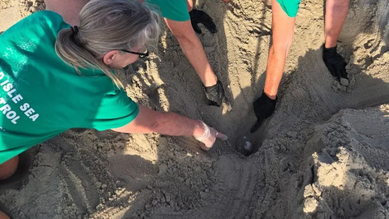 Emerald Isle finds its second sea turtle nest of the season on Crystal Coast