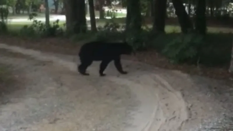 Atlantic Beach urges residents to secure pet food, keep pets away after bear reports