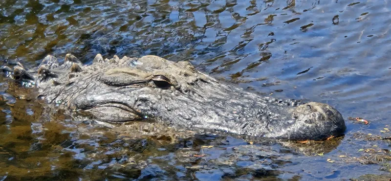 Human-alligator encounters rise on NC coast as habitat is lost