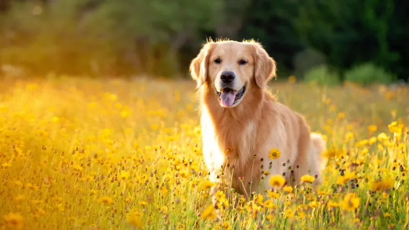 Ammonia Levels in Urine Could Serve as Marker for Chronic Kidney Disease in Dogs