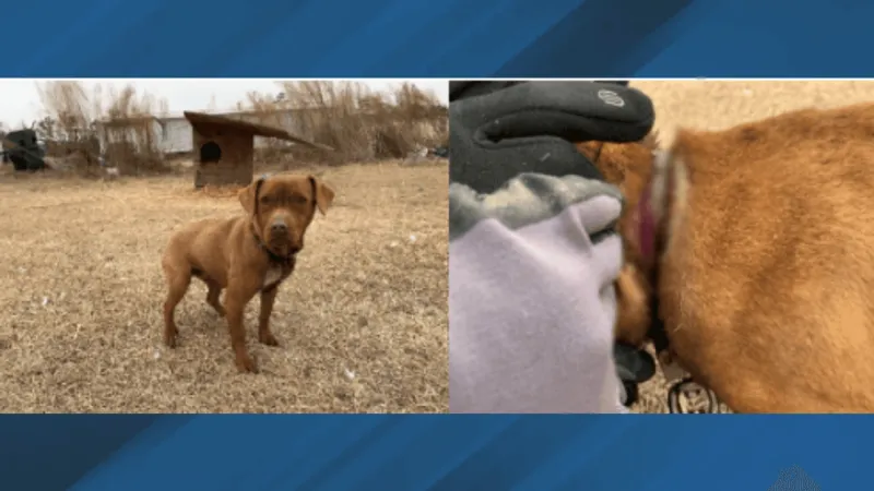 Judge orders probation, animal ban and $1,600 restitution to PETA in Windsor case