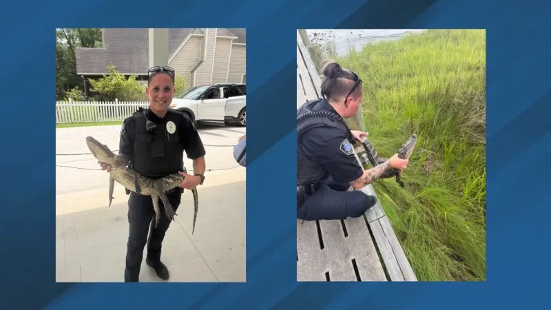Swansboro police wrangle runaway juvenile gator, no one snaps back