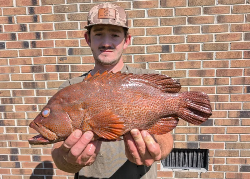 Leland man lands new state record for graysby grouper